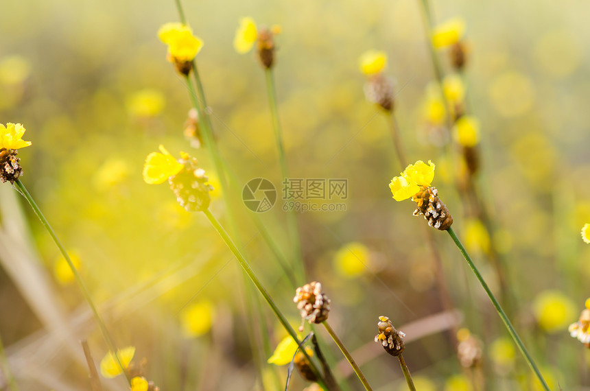 Xyridaceae黄花种植园草地季节宏观植物花园黄色图片