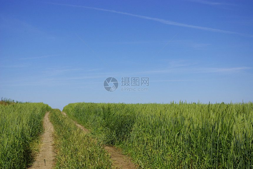小麦田天空面包种子蓝色植物农民小麦玉米场地收成图片