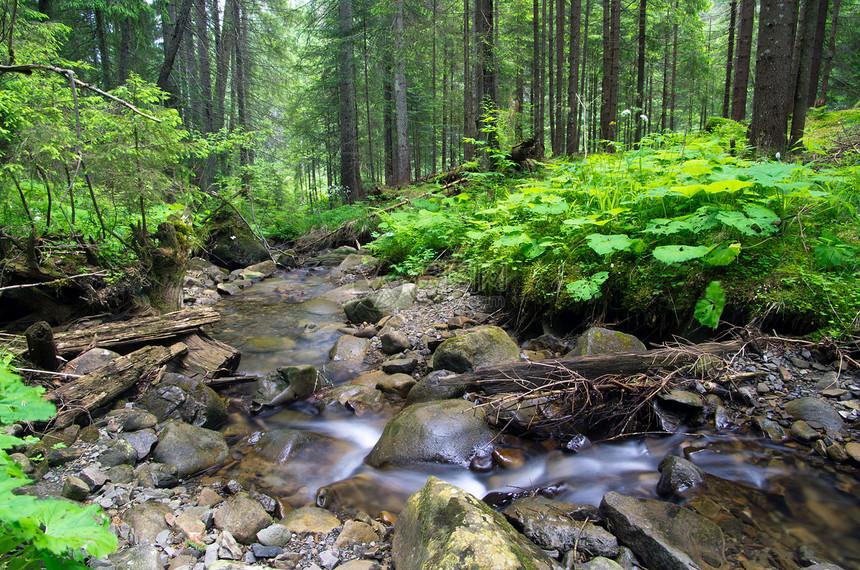 森林瀑布公园苔藓石头叶子木头太阳溪流风景岩石图片