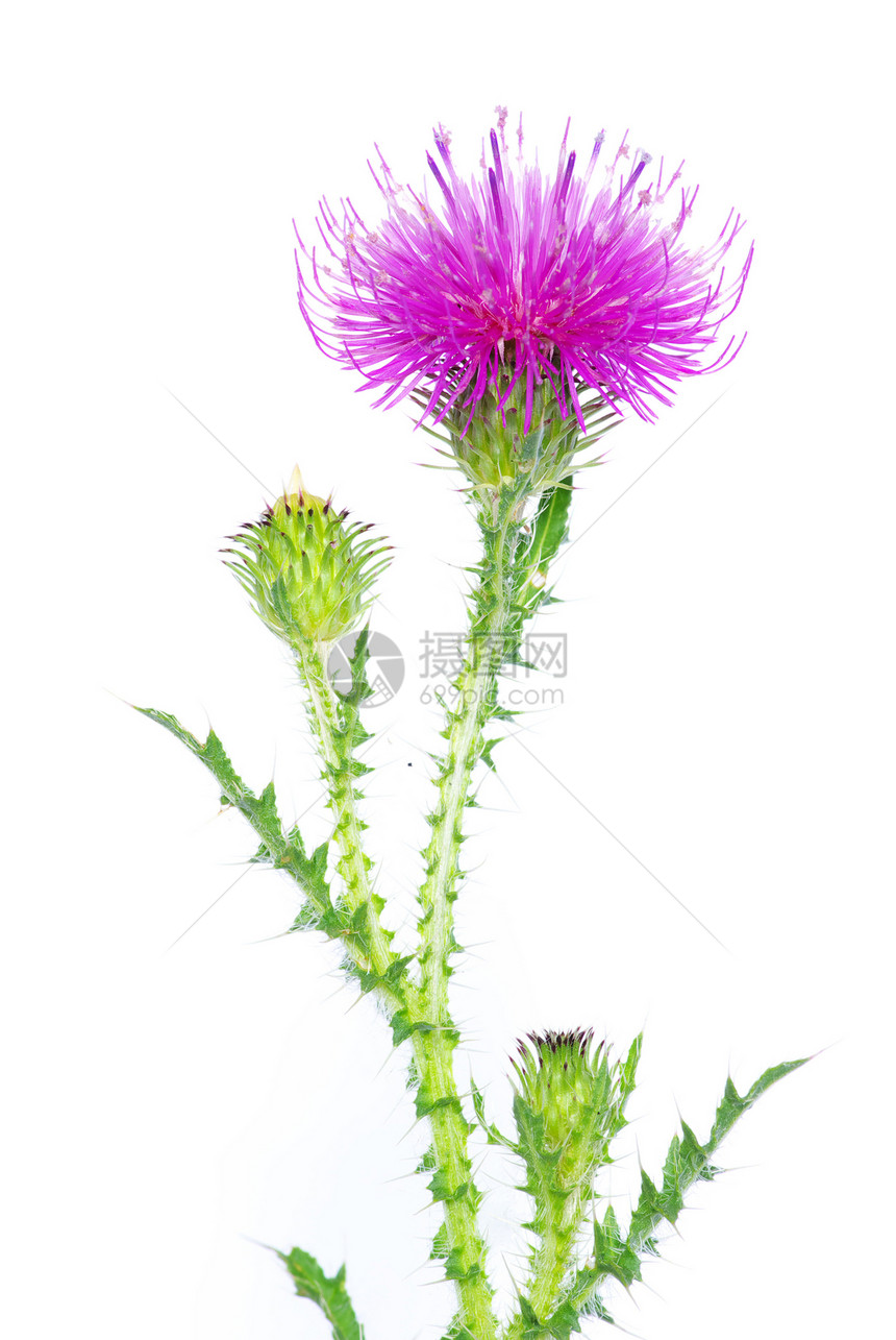 花朵植物学园艺植物植物群光合作用紫色生物学白色生长美丽图片