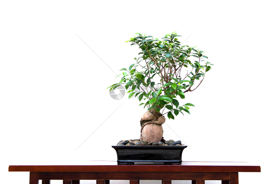 树榕树热带苔藓花园绿色植物学叶子陶器盆栽矮人图片