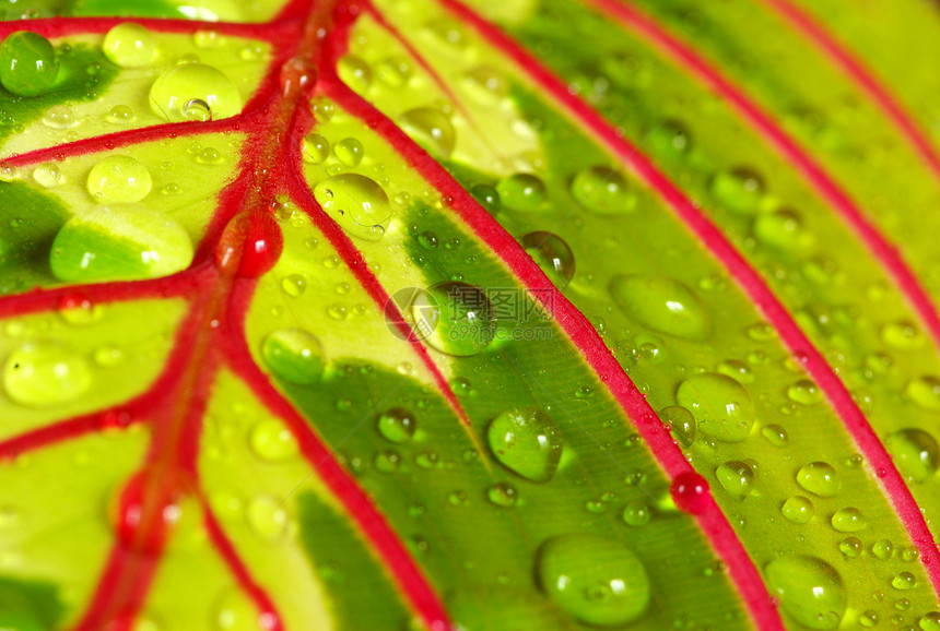 叶子花园宏观床单草本植物网格绿色波纹生活植物雨滴图片