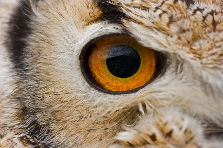 孟加拉鹰猫鸟类捕食者猫头鹰眼睛羽毛橙子背景图片