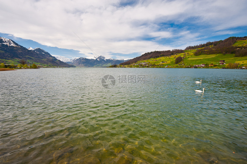 两个天鹅植物海岸棒子旅游蓝色风景阴影支撑动物玉米图片