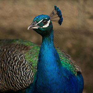 孔雀鹅毛笔羽毛展示吸引力尾巴野生动物动物群蓝色鸟类荒野背景图片