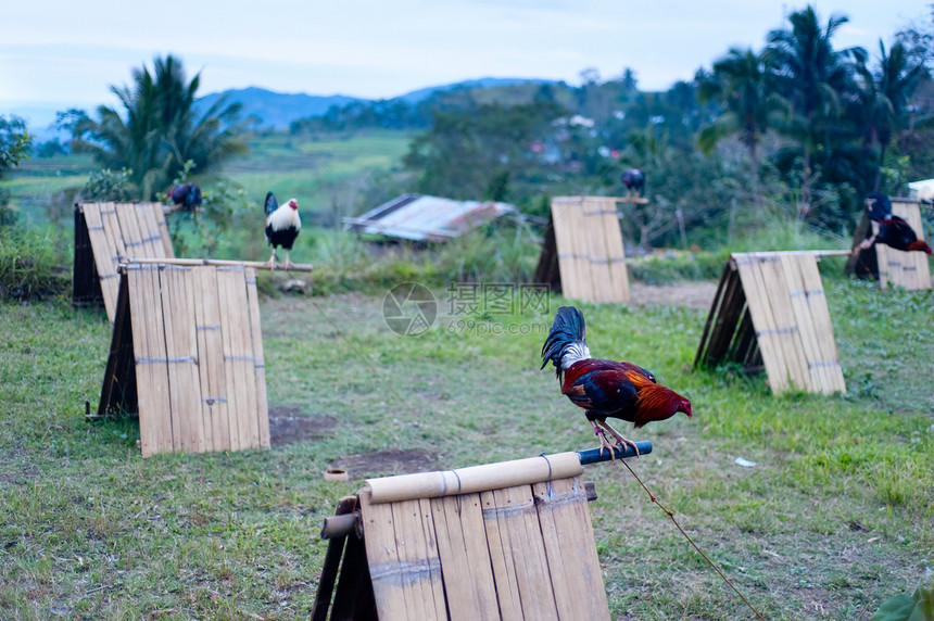 公鸡热带旅行家禽场景村庄小屋建筑房子公园动物图片
