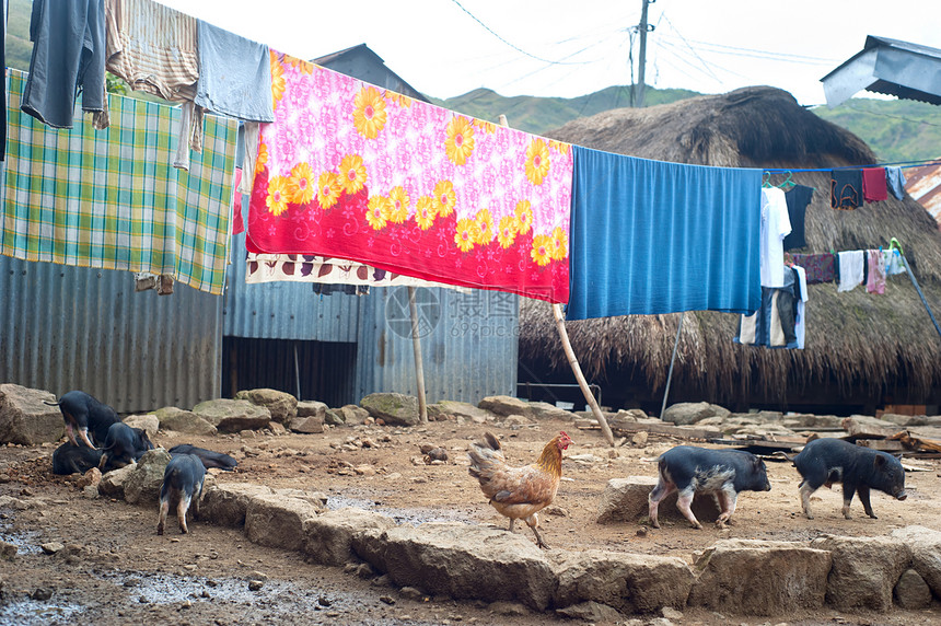 菲律宾山村村庄国家场景洗衣店动物农场建筑稻草旅行建筑学图片