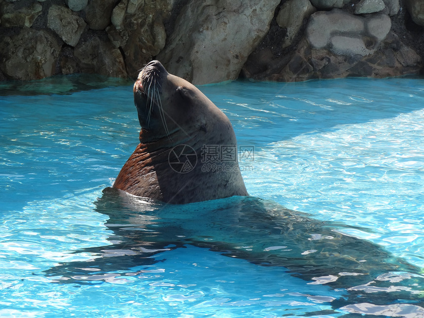 螺勒密封海滩乐园荒野海洋野生动物狮子海豹吸引力公园游泳图片