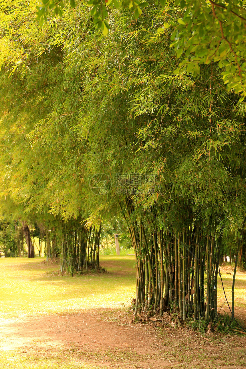 竹子花园环境小路场景棕色叶子人行道团体绿色森林木头图片