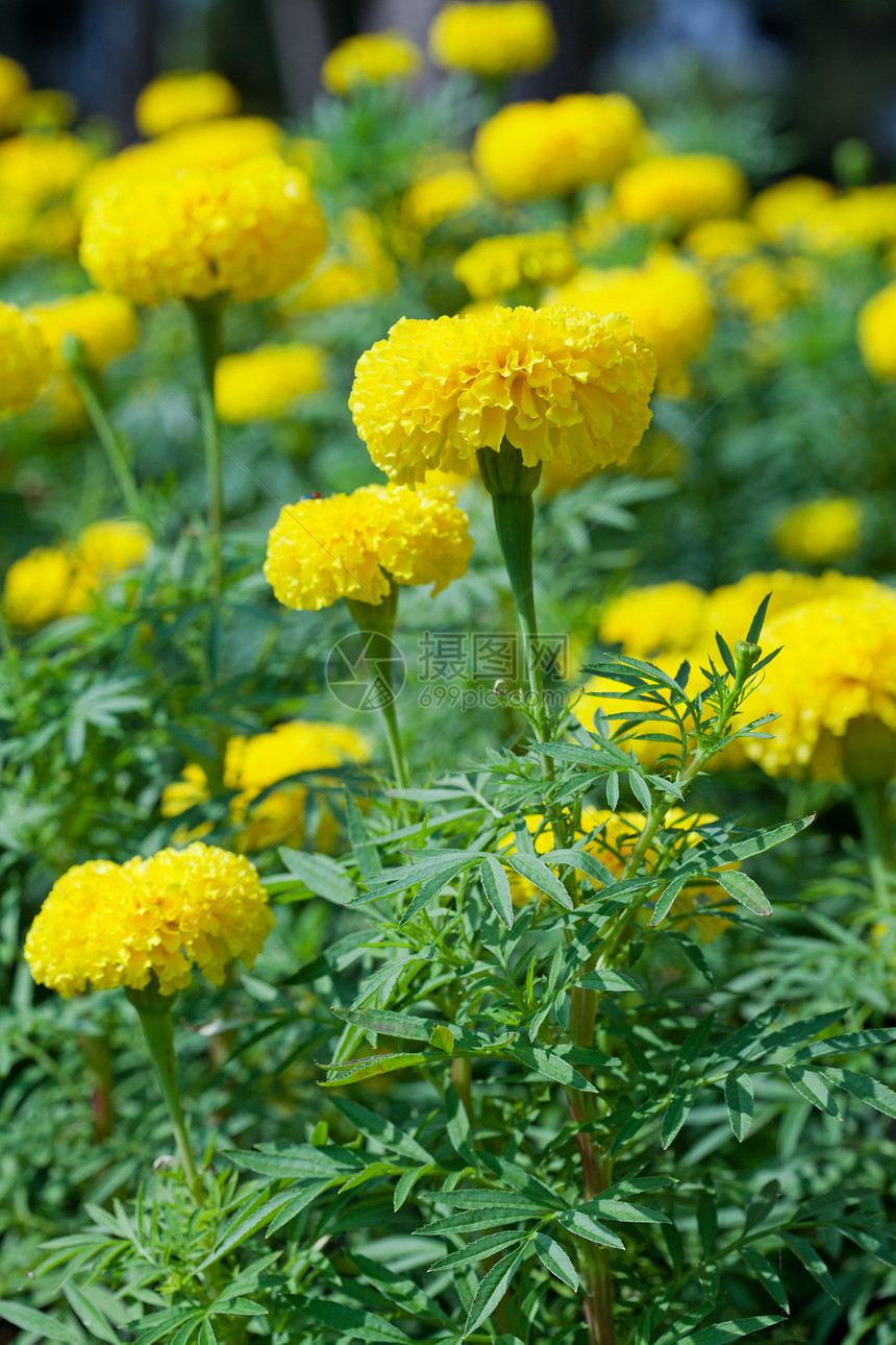 马吉戈德花花花园花园快乐昆虫树叶美丽万寿菊杂草团体金子图片