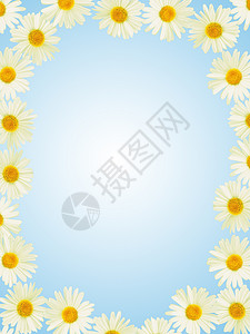 千米框架美丽草地甘菊牛眼植物标签白色草本雏菊场地背景图片