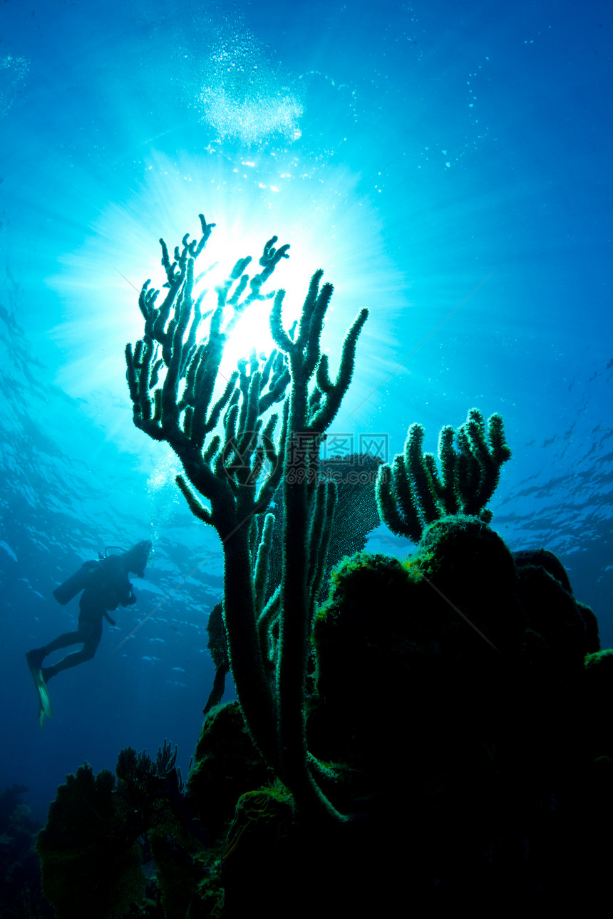 一位观赏洪都拉斯珊瑚礁珊瑚的潜水者图片