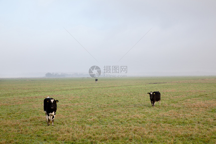 三头奶牛在杜特奇养鸡场图片