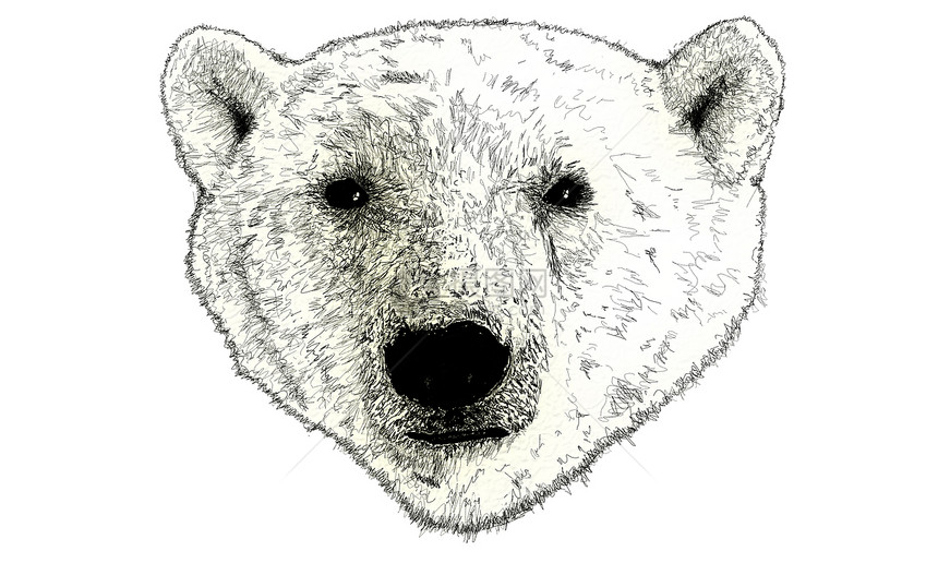 北极熊头目关于白色的说明图片