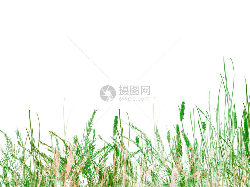 白色背景的绿草和里德图片
