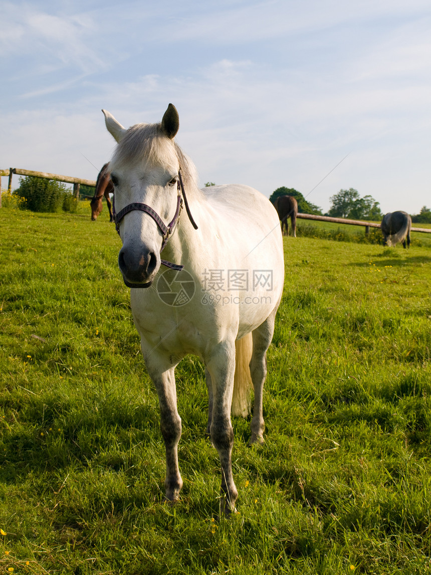 英国夏晨美丽绿田的马 马匹板栗生活头发场地马术赛车运动小马蓝色天空图片