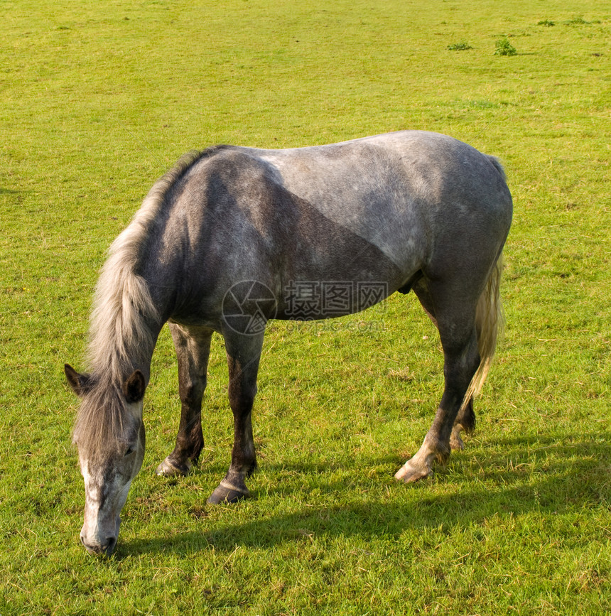 英国夏晨美丽绿田的马 马匹运动毛皮荒野舞步农场宠物猪蹄头发场景生活图片