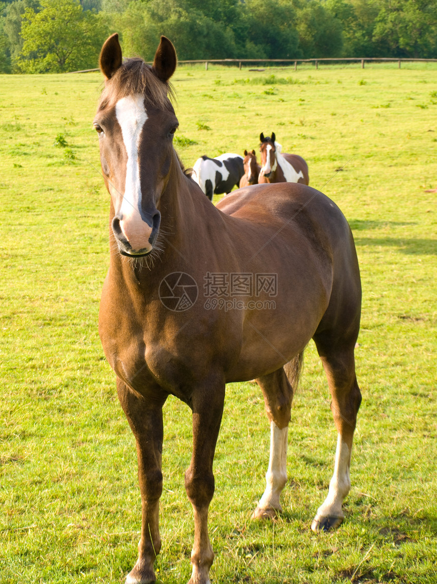 英国夏晨美丽绿田的马 马匹生活天空卡片草地蓝色比赛板栗赛车手农场场景图片