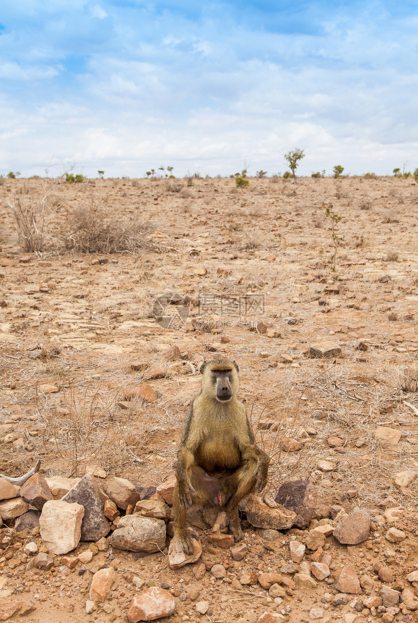 肯尼亚的Baboon狒狒哺乳动物公园女性毛皮荒野灵长类橙子动物成人图片