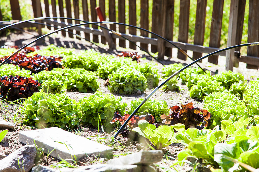 蔬菜园厨房绿色叶子国家生长晴天花园沙拉文化植物图片