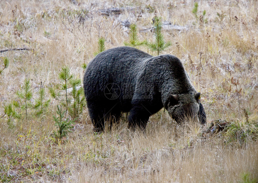 野灰熊捕食者野生动物棕色公园危险荒野食肉动物图片