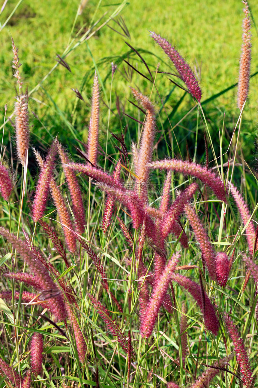 草花紫色叶子粉色太阳宏观绿色花园植物图片
