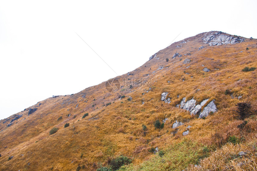 有黄草的山顶地质学森林木材风景木头山腰登山者青金石石头远景图片