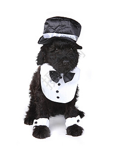 小黑狗可爱的俄罗斯黑狗 白色背景的小狗哺乳动物男性管家宠物动物伴侣朋友工作室流鼻涕黑色背景