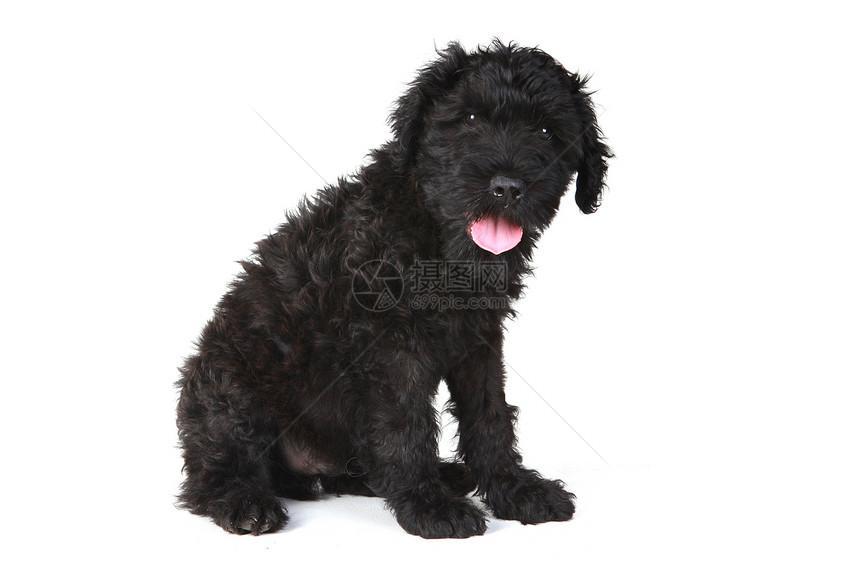 可爱的俄罗斯黑狗 白色背景的小狗宠物朋友黑色工作室犬类伴侣哺乳动物男性动物图片