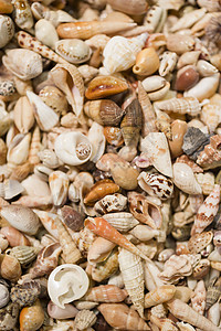 骨螺蜗牛分组收集壳壳体集电极白色动物收藏软体贝壳粉色热带团体黄色背景