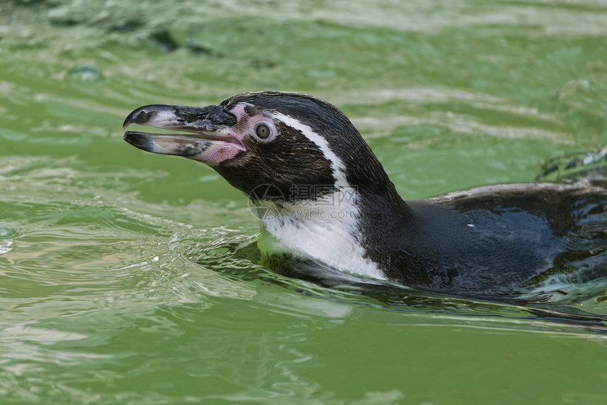 Humboldt 企鹅黑色海鸟游泳生物哺乳动物野生动物动物荒野图片