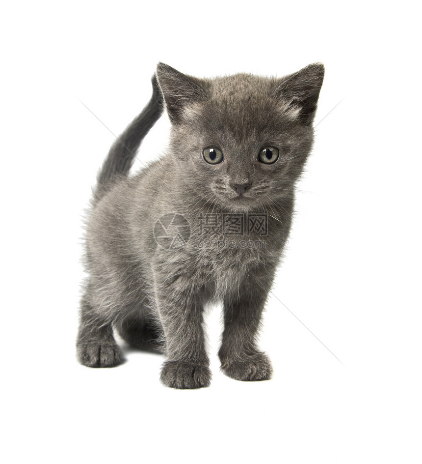 小灰小猫动物灰色婴儿短发毛皮猫咪尾巴家庭猫科哺乳动物图片