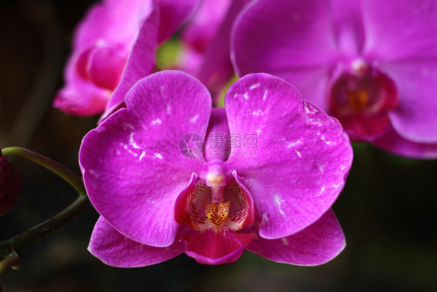 特写兰花植物群花瓣黑色黄色花园园艺图片