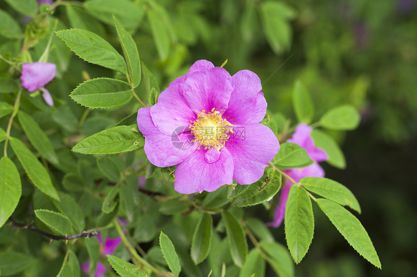 野玫瑰 花叶图片