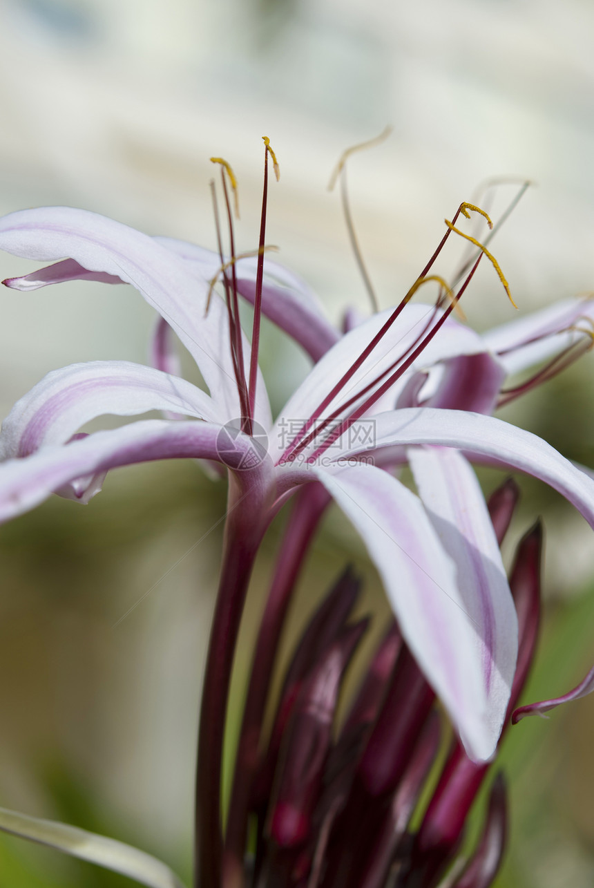 百合热带紫色花瓣绿色粉色庆典植物学白色植物脆弱性图片