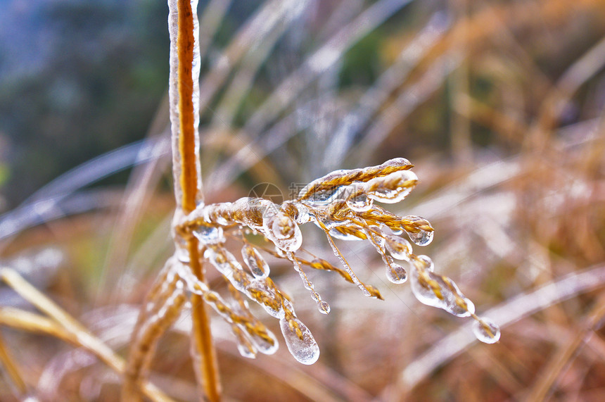 在大雪过后 冰在冰枝上木材猪草风景草原森林季节远景植物群花园土地图片