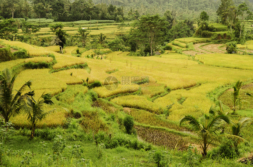 巴利印地安的稻田土地种植面积情调阳台异国乡村农村场地图片