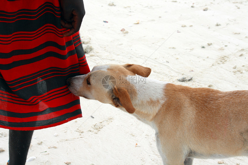 男人最好的朋友友谊犬科朋友猎犬束腰气味哺乳动物犬类动物耳朵图片