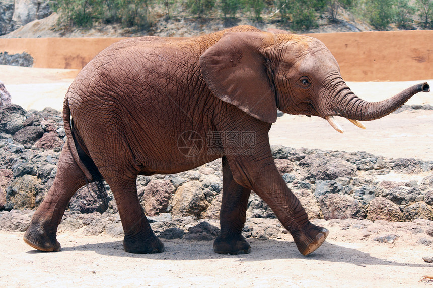 大象领导者树干大草原食草灭绝力量动物园野生动物重量领导图片