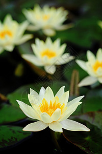 美丽盛开的黄水百合热带池塘植物水池冥想荷花植物学花瓣情调异国背景