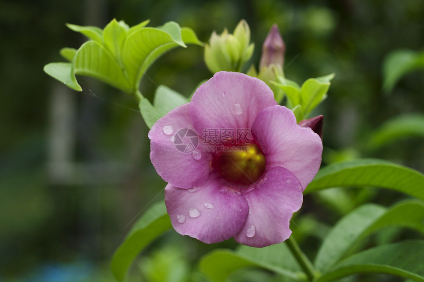 阿拉曼花朵阳光藤蔓香味植物叶子雨滴绿色粉色喇叭热带图片