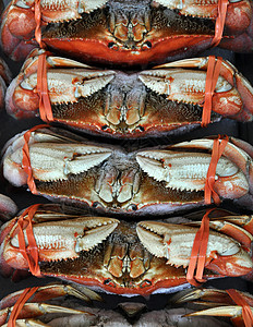 新鲜螃蟹爪子海洋食物烹饪海鲜贝壳美食市场贝类背景图片