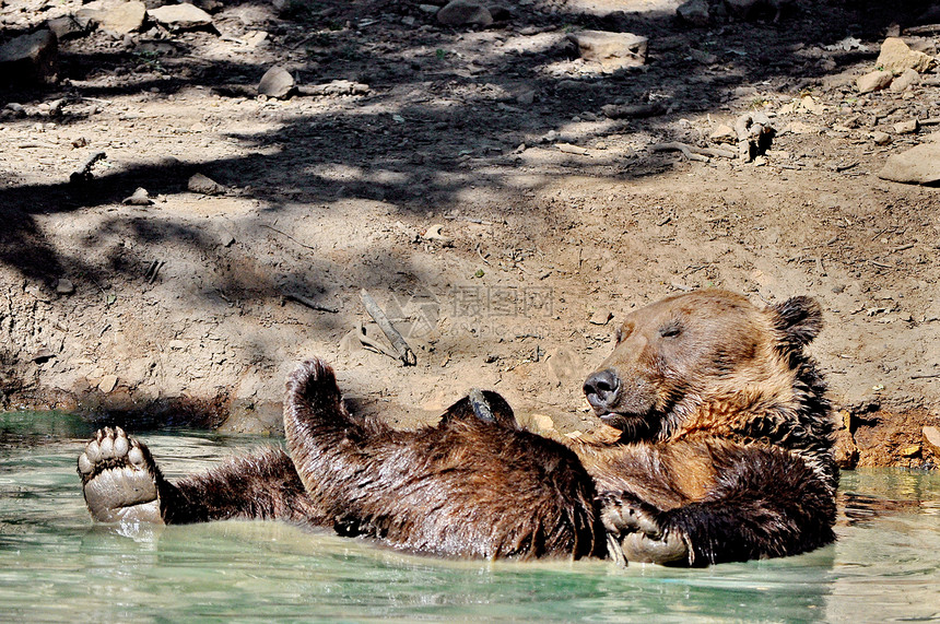 在水中玩耍的棕熊耳朵头发鼻子荒野爪子动物园毛皮动物哺乳动物乐趣图片