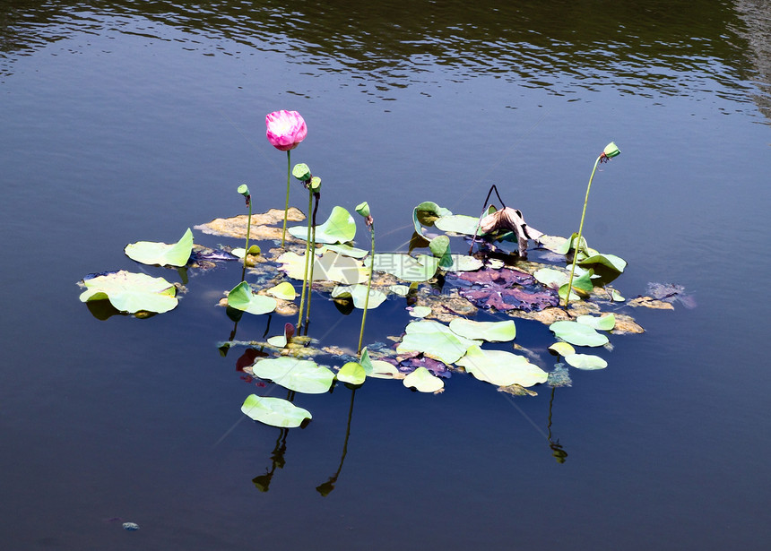 河上的莲花叶子热带百合花园宗教种子植物天空公园紫色图片