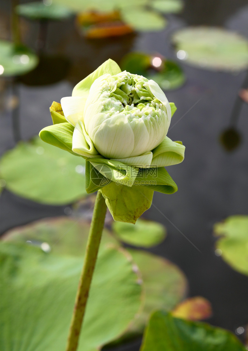 莲花花之芽叶子花瓣核桃属繁荣软垫植物生物学荷花百合植物学图片