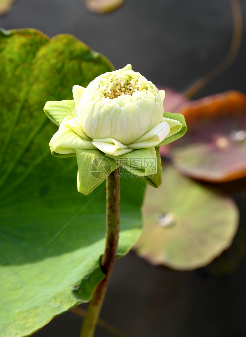 莲花花之芽异国核桃属百合荷花繁荣生物学花瓣情调植物花园图片