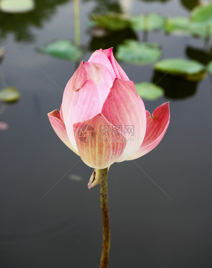 莲花池的粉粉莲情调植物学池塘异国植物群花园叶子公园荷花宏观图片