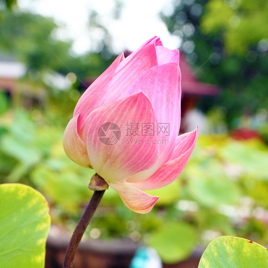 莲花花芽植物情调池塘植物群百合花瓣植物学异国公园花园图片