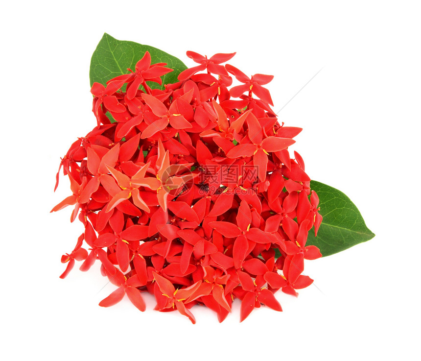 白色背景的 Ixora 花朵植物学咖啡生长仙丹花束热带灌木叶子火焰花园图片