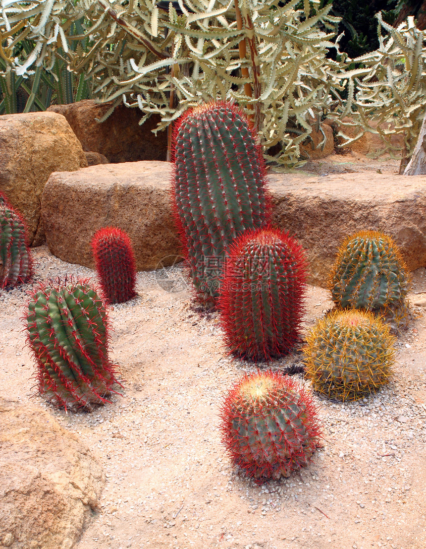 泰兰巴塔亚PattayaNong Nooch热带植物园的仙人掌脊柱生活沙漠花园植物植物群圆圈热带生长图片